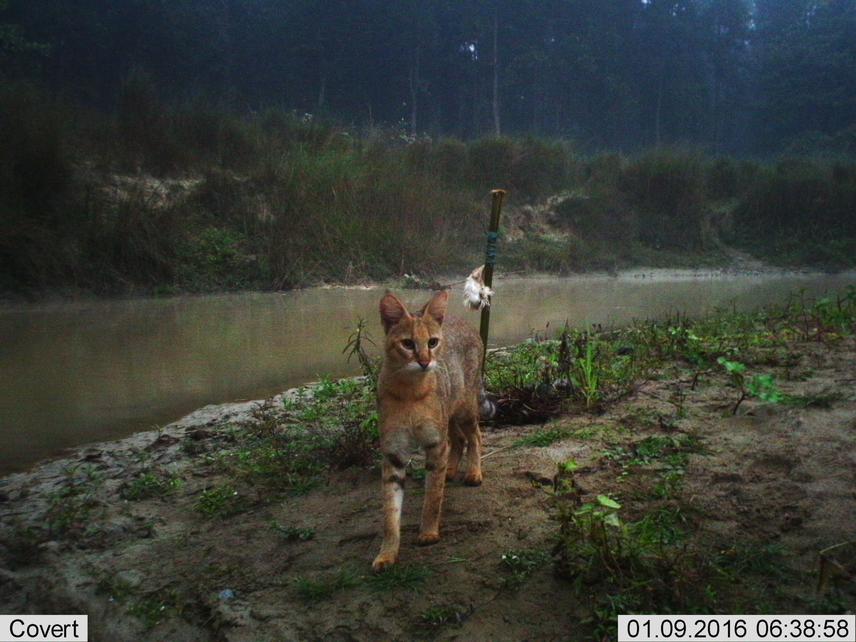 Jungle Cat recorded at the bank of Sunsari river inside Ramdhuni forest. Ramdhuni is a religious forest few 10 km east of Koshi Tappu Wildlife Reserve.