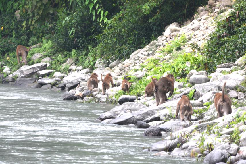A troop of Assam macaque on the bank of Budhi Gandaki River