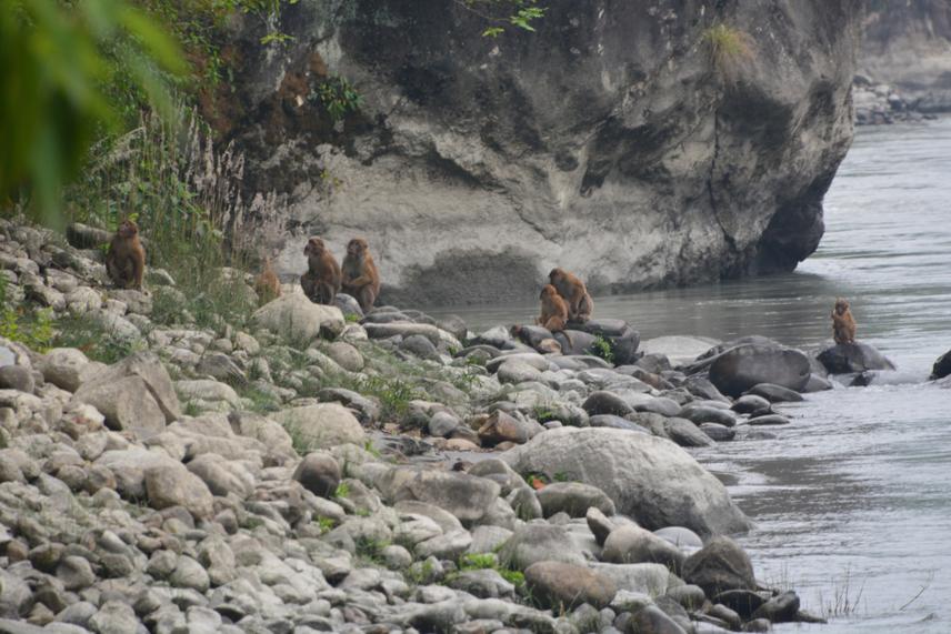 A troop of Assam macaque on the bank of Budhigandaki River