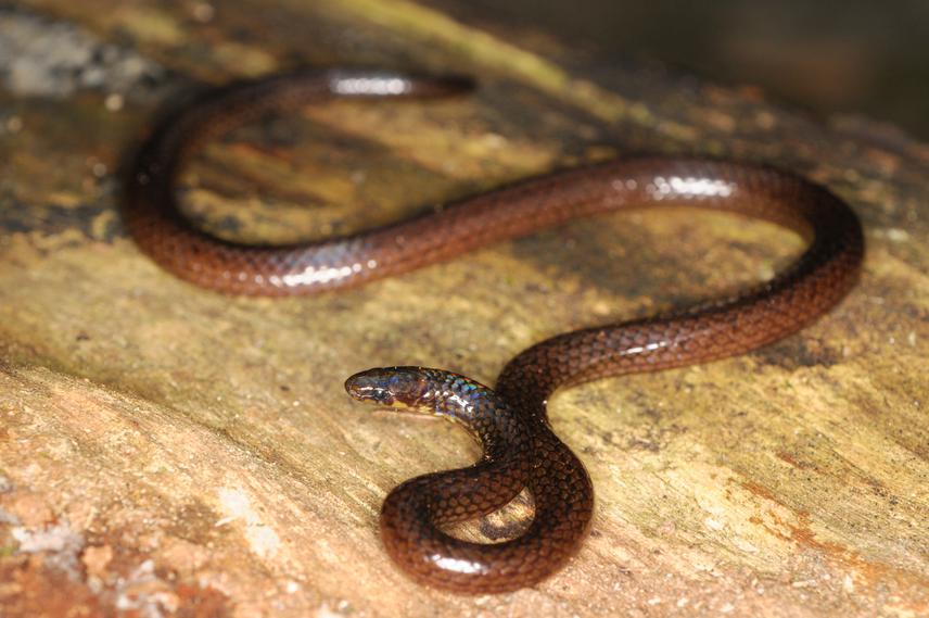 Calamaria pavimentata, a very rare snake in Vietnam. This individiual was released after identification.