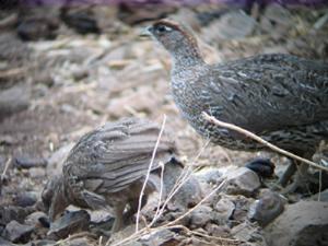 Adult female of Djibouti Francolin and young foraging.