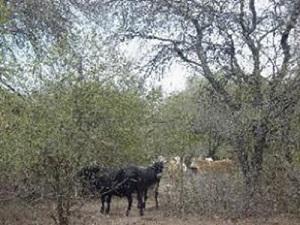 Extensive cattle raising in semiarid Chaco woodland. © Carlos Trucco.