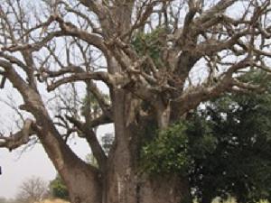 The Baobab tree without leaves in dry season.