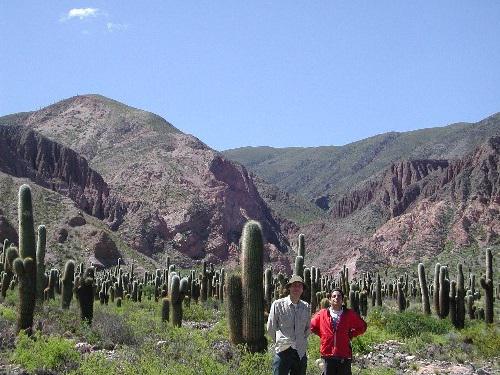 Cactus “forest” (Trichocereus atacamensis). Quebrada de Humahuaca, Jujuy, Argentina, 2600 m.