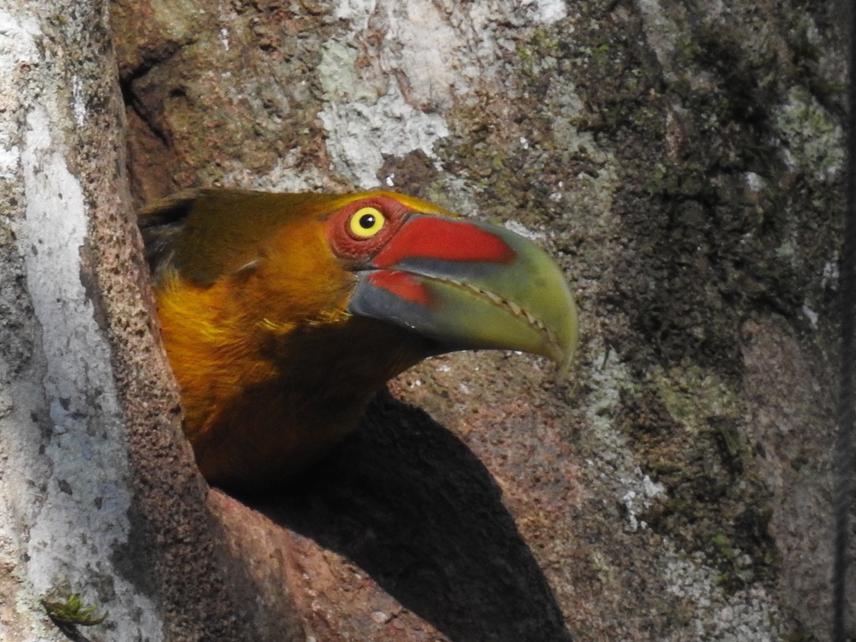 Saffron Toucanet looking from nest cavity. Photo by V Zulian.