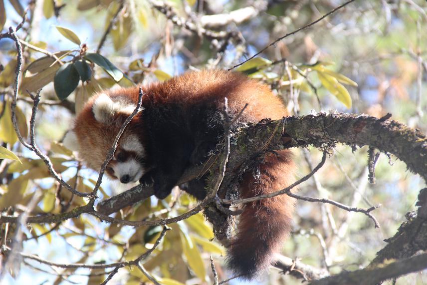 Red Panda rescued and released back in research preserve.