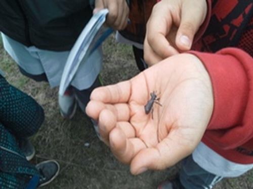 Catching and identifying insects (bioindicator).