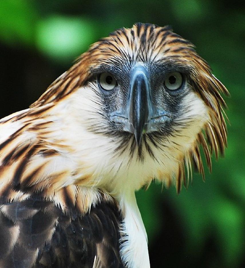 Pithecophaga jefferyi or more commonly known as the Philippine eagle. Endemic and critically endangered national bird of the Philippines.