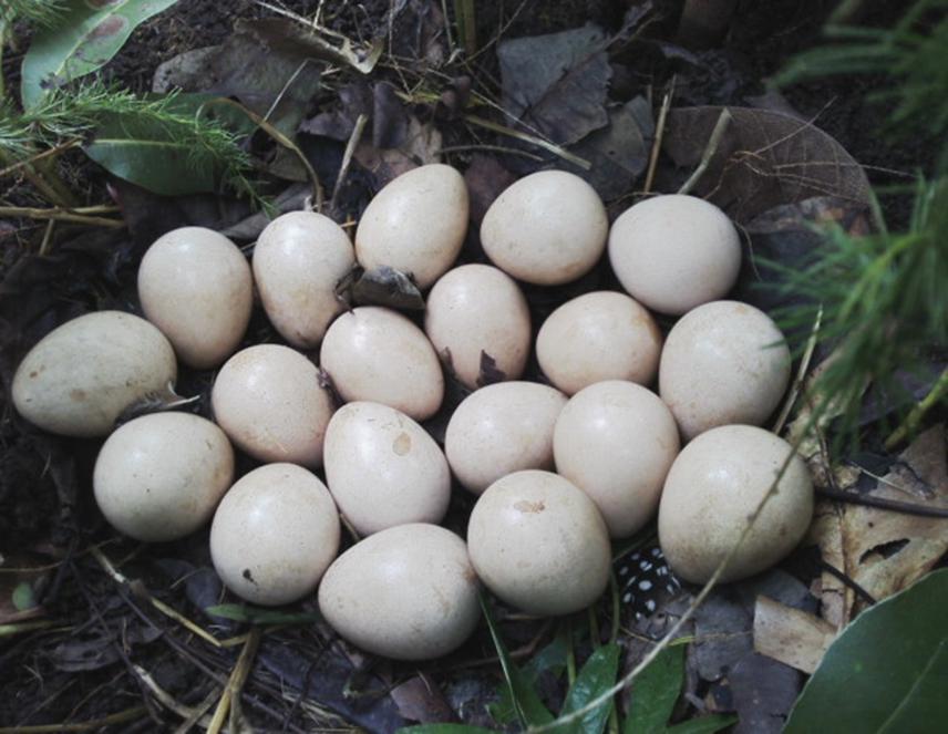 Eggs of Helmeted guinea fowl Numida meleagris.