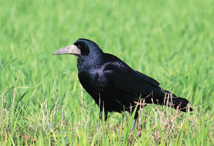 Rook foraging in a freshly tilled field.