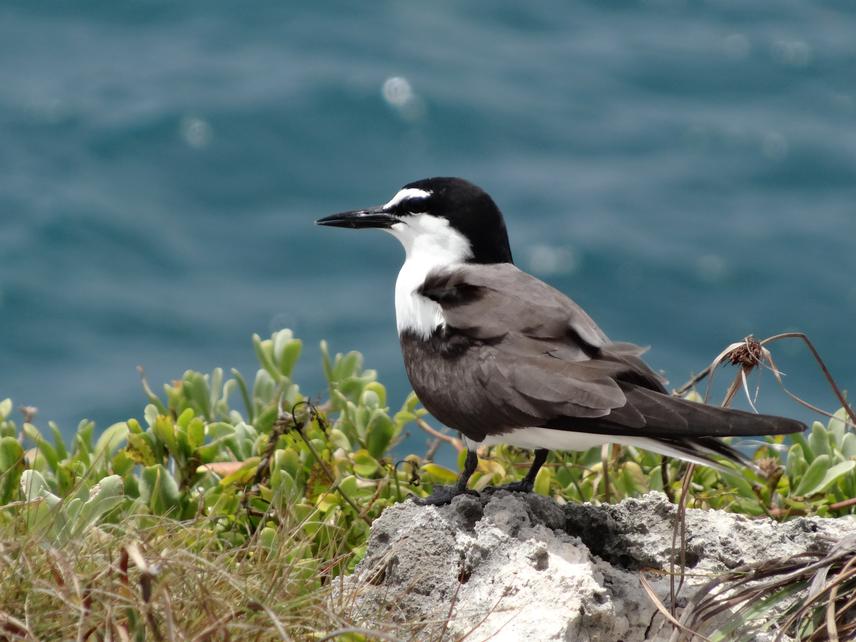 A Bridled Tern observed on an offshore island during peak nesting season. © Credit Natalya Lawrence.
