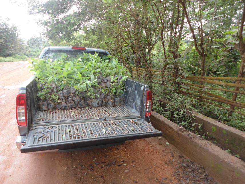 Seedlings being readied for transportation to the communities.