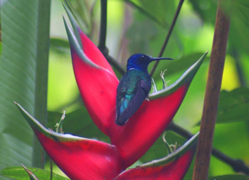 White-necked Jacobin (Florisuga mellivora) perched in flowers of Heliconia a key association that contributes to the pollination.