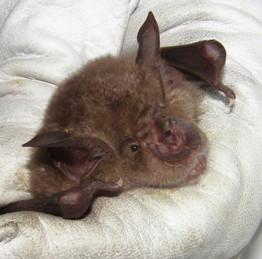 Horseshoe bat species.