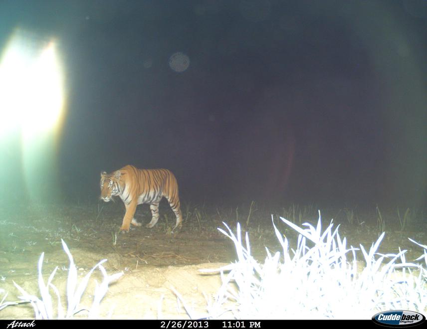 Tiger in sugarcane field.