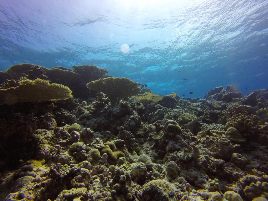 Chiara Pisapia - Understanding Recovery Potential of Maldivian Reefs ...