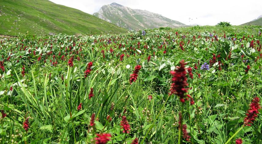 Natural flowering at Alpine Pasture in Salkhala Game reserve.