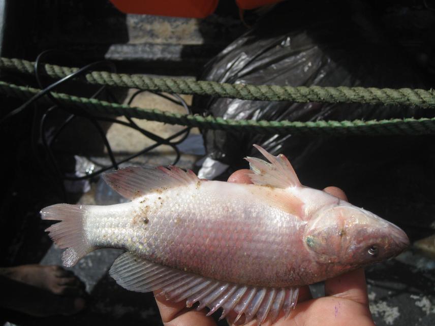 Lake Kitangiri Tilapia Oreochromis amphimelas illegally caught from one of the breeding ground in the northern part of the lake.