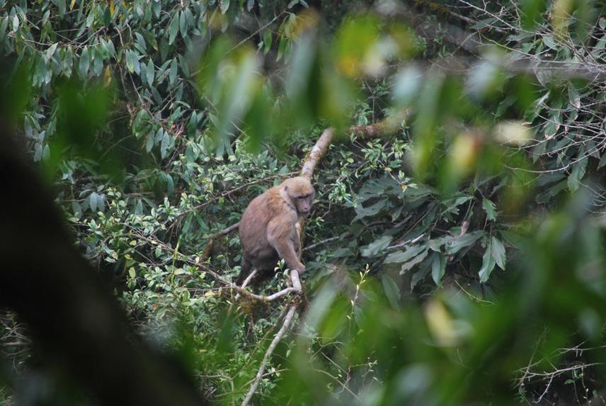 Assamese monkey in east Nepal. © Kamal Kandel -  Global Primate Network)