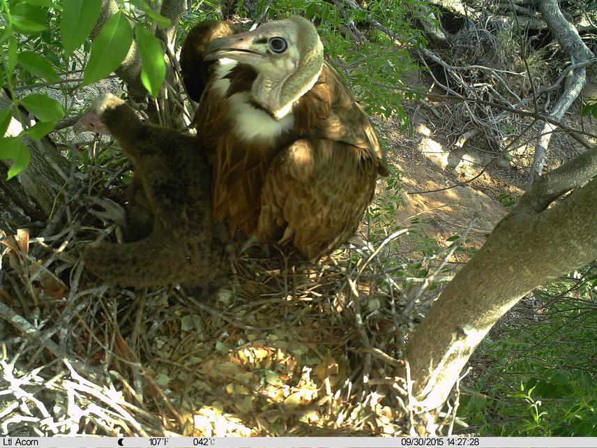 Adult and chick Hooded Vulture during 2015 breeding season.