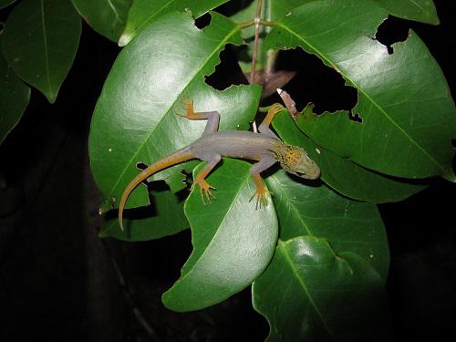 Truong Quang Nguyen - The World's Most Beautiful Geckos ...