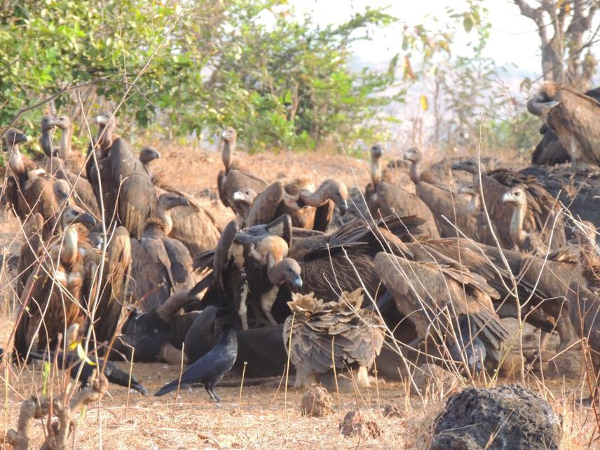 Vultures sighted at Gothe Carcass Dumping Ground.