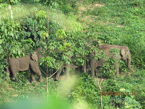 A herd of Sumatran elephants in Harapan Rainforest.