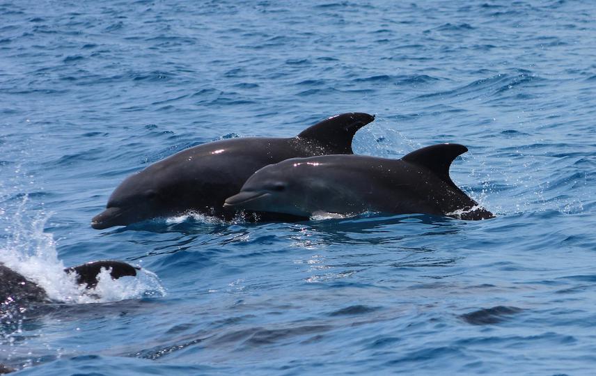 An adult and a juvenile of bottlenose dolphin swimming.