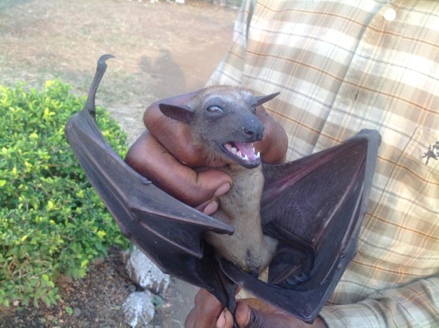 Captured bat under examination.