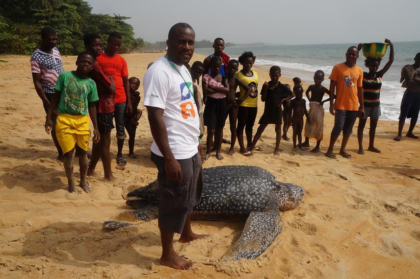 Leatherback free from fishing net and released. © John Peezed