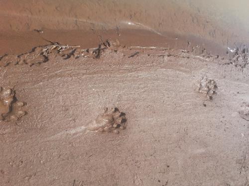 Foot prints of african clawless otter.
