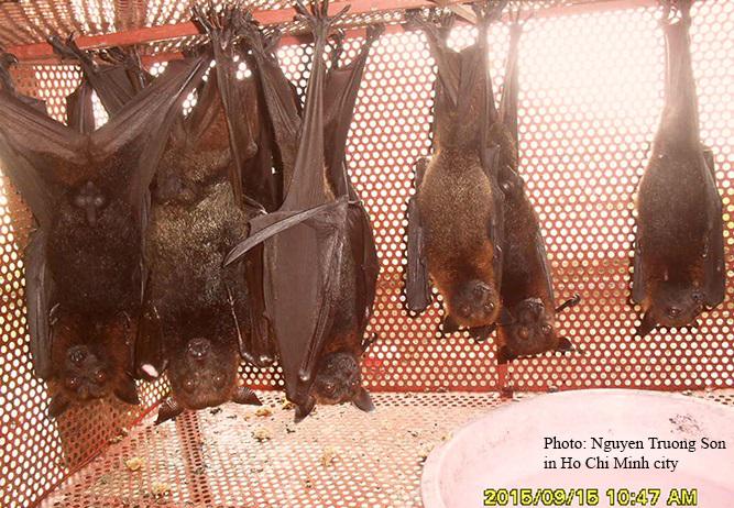 Large Flying-fox, Pteropus vampyrus, (weight up to 1kg), was illegally and sold as bushmeat.