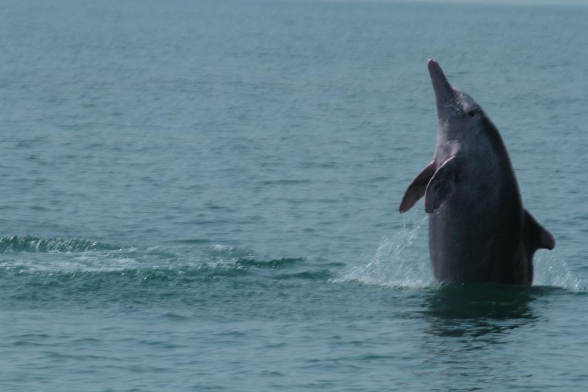 Indo-Pacific humpback dolphin-Palk Bay.