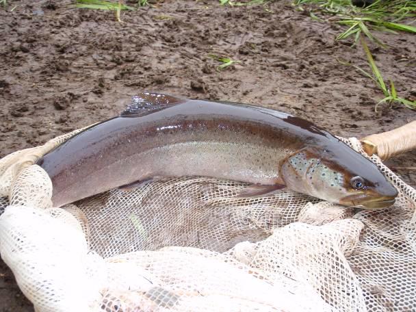 Siberian taimen on the Langry River. Taimen caught during expeditions were released unharmed after data (length, weight, fin clips, scales) was collected.