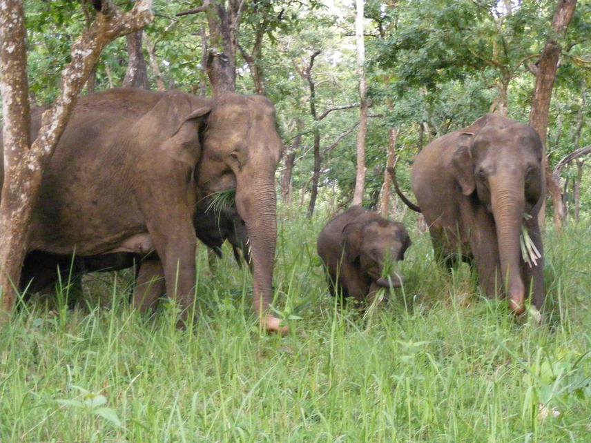 A herd of elephants feeding on grass in the dry deciduous forest of Mudumalai.