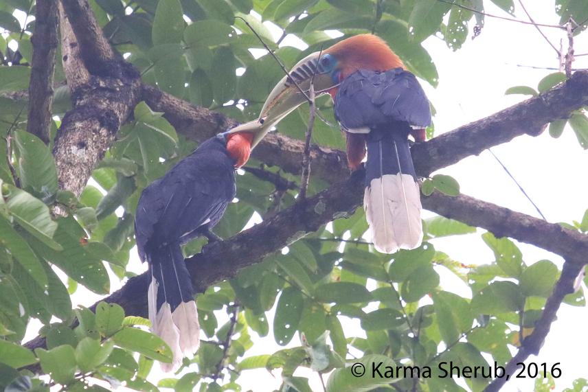 Male (right) and female (left) Rufous-necked hornbill.