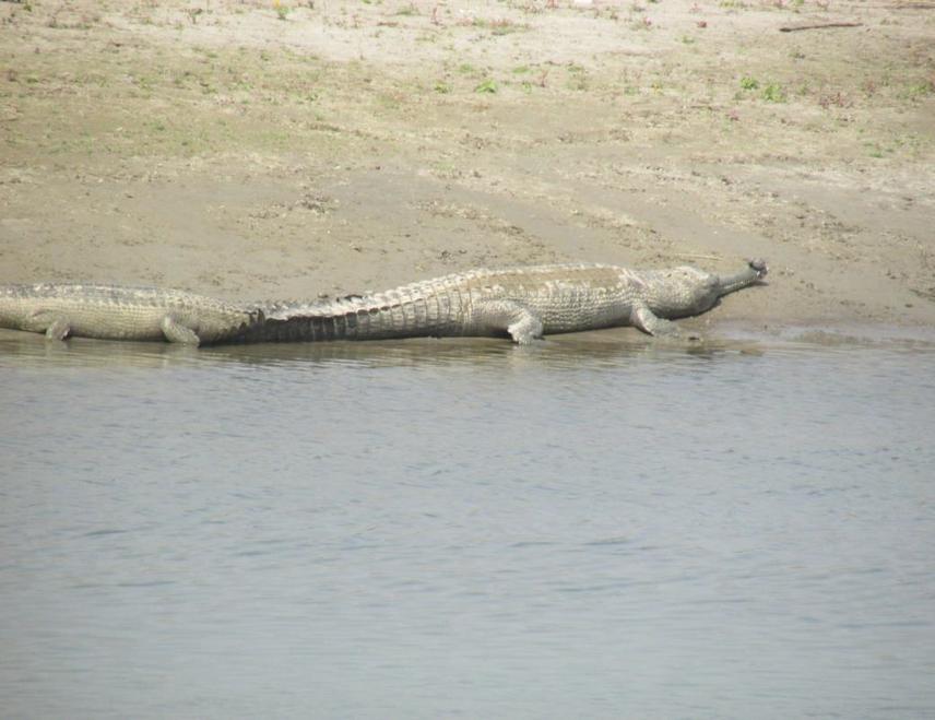 Adult breeding male basking in sand bank of Narayani River.