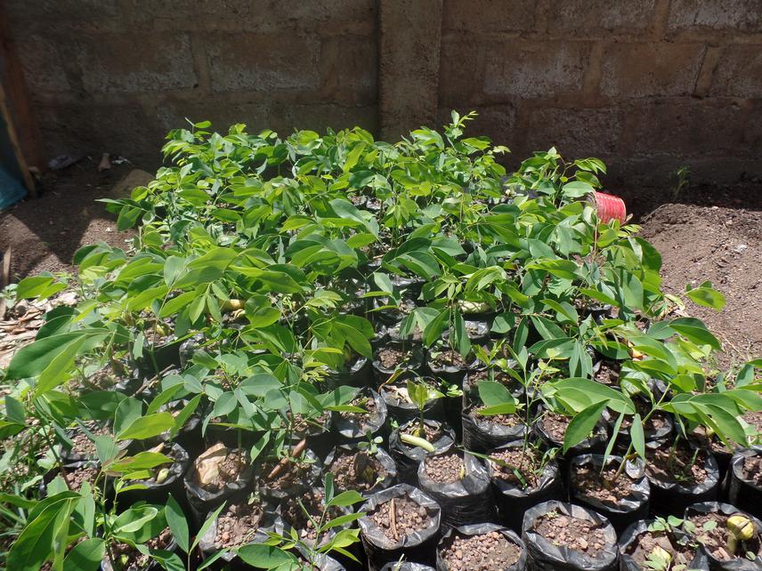 Afzelia africa plants in production for botanic garden of Higher National School of Agronomics Sciences of Djougou, Benin.