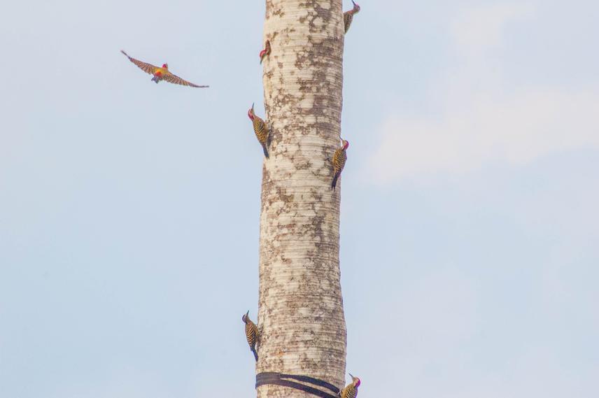 Hispaniolan Woodpeckers (Melanerpes striatus) often form nesting colonies at isolated Royal Palm (Roystonea hispaniolana). © Holly Garrod.