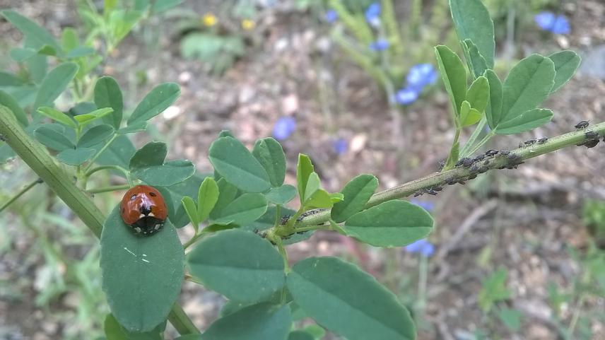 Ladybug, indicator of aphid presence.