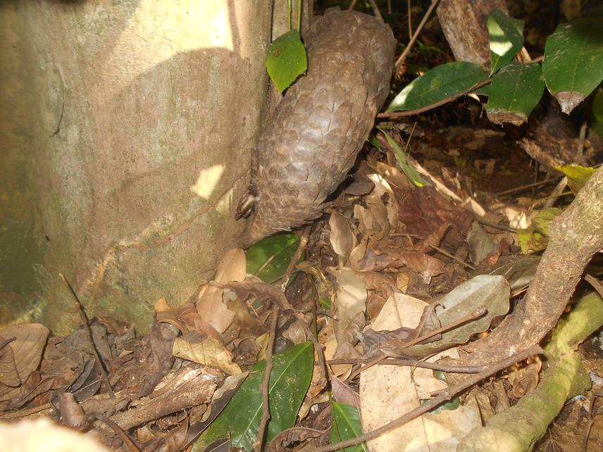 Pangolin spotted by team whilst feeding.