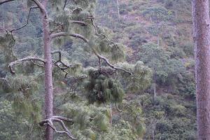 Nest trees of Nangzina and Harachu in Wangdue.
