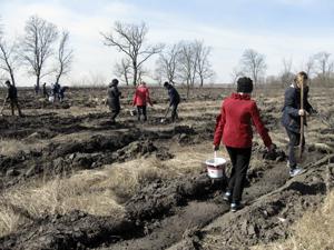 Planting oak.