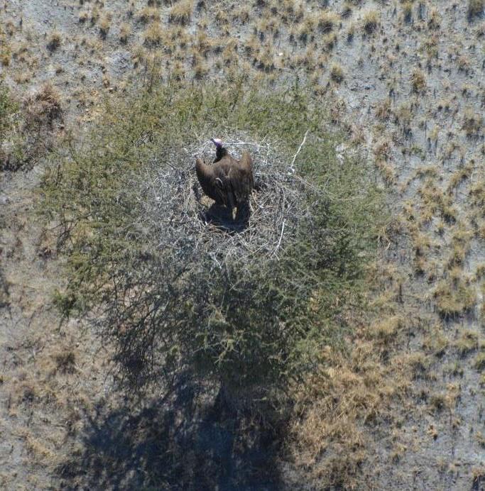 Aerial shot of nesting Lappet-faced vulture.