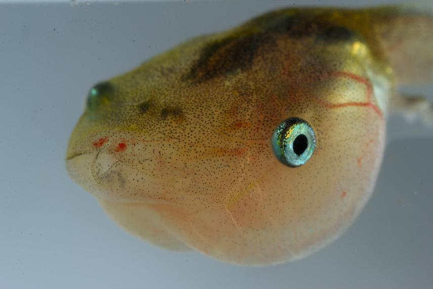 Microhyla tadpole frontal view.
