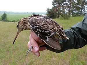 Caught Great Snipe female equipped with VHF transmitter..