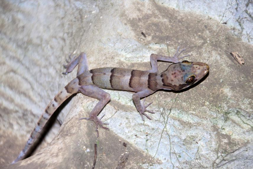Cyrtodactylus cf. bansocensis. © Vinh Quang Luu