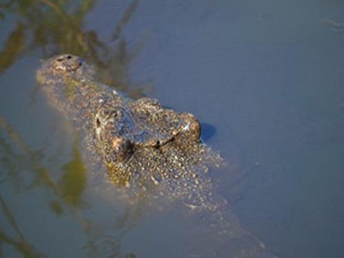 19318-BCuban crocodiles at Zapata Swamp. 3.JPG
