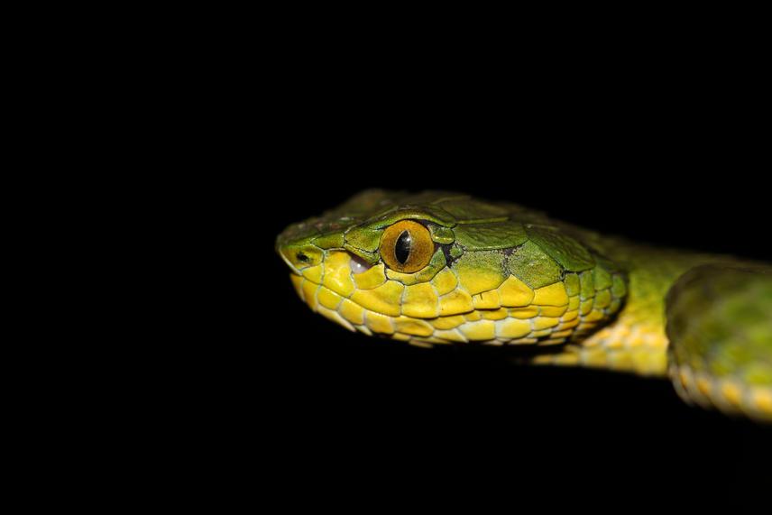 Large-Scaled Pit Viper.