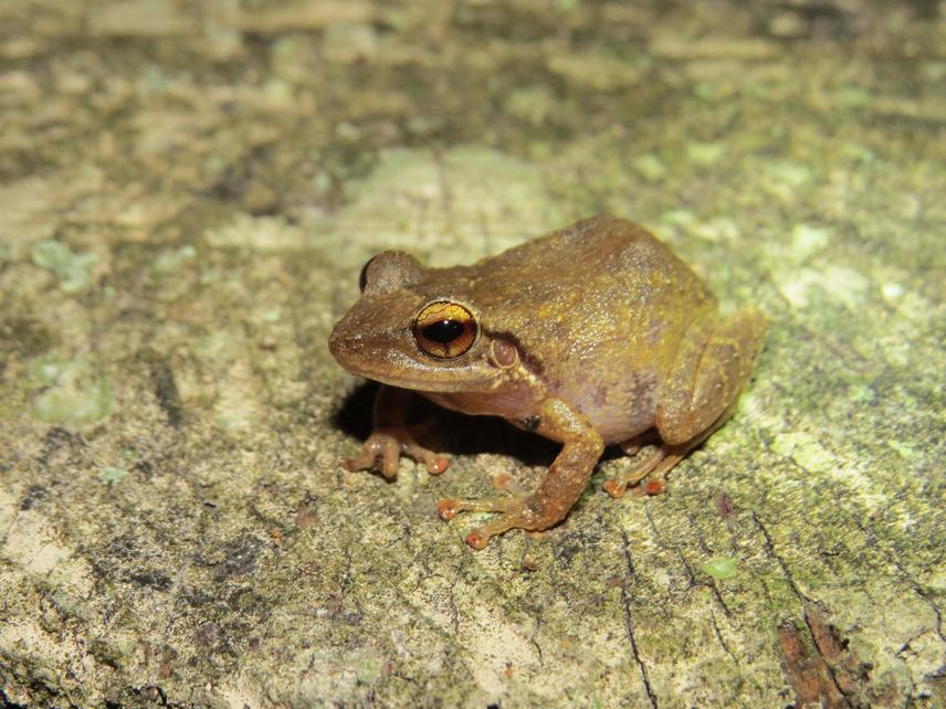 Commun Coqui Frog found in Turrialba.